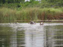 Image of Common Hippopotamus