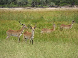 Image of Red Lechwe