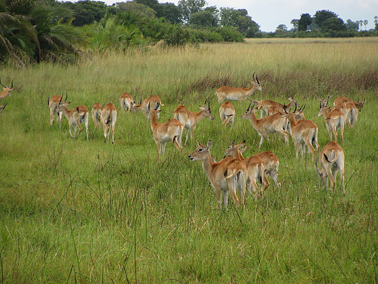 Image of Red Lechwe