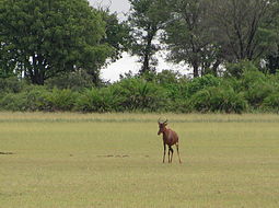 Imagem de Damaliscus lunatus (Burchell 1823)