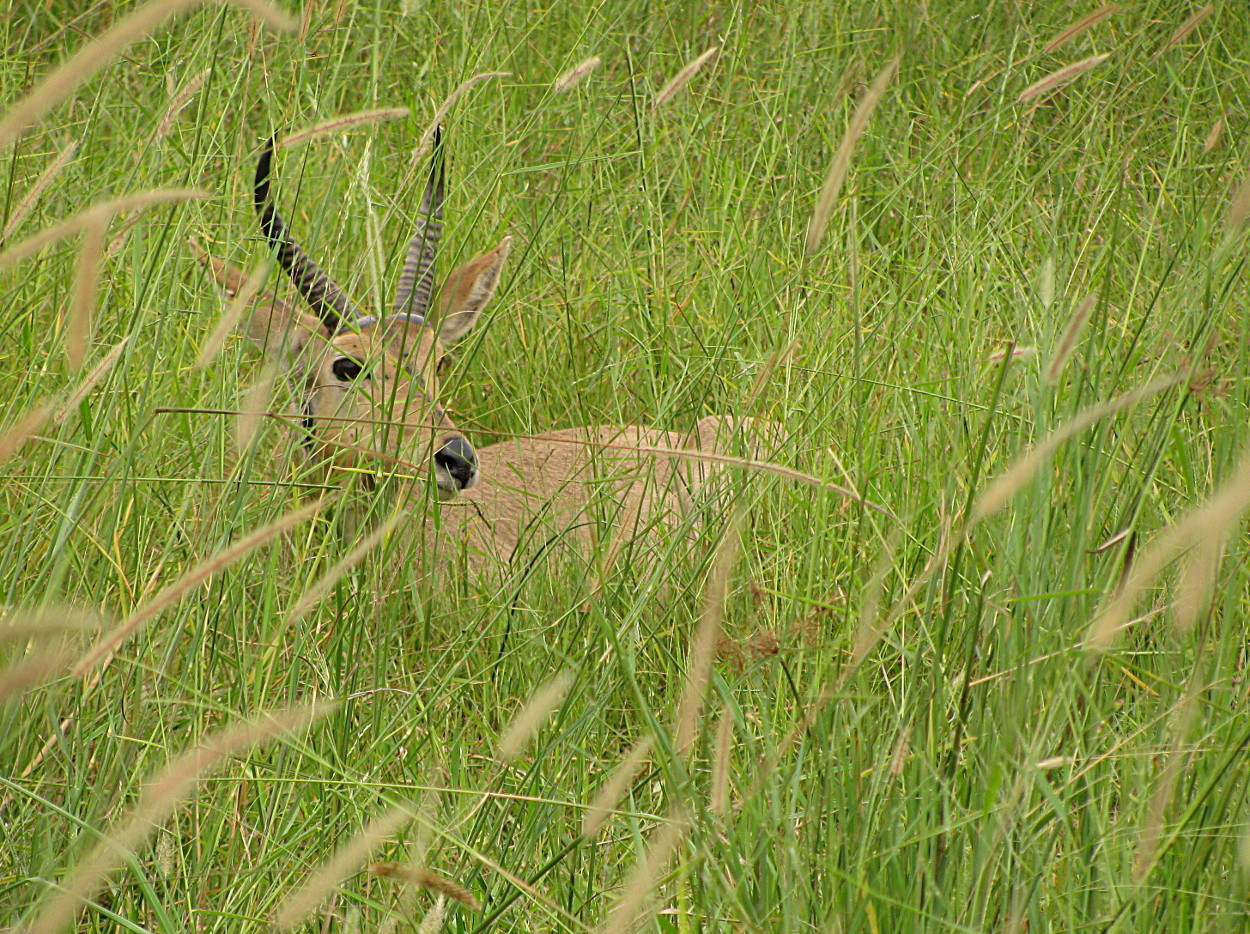 Image of Southern Reedbuck