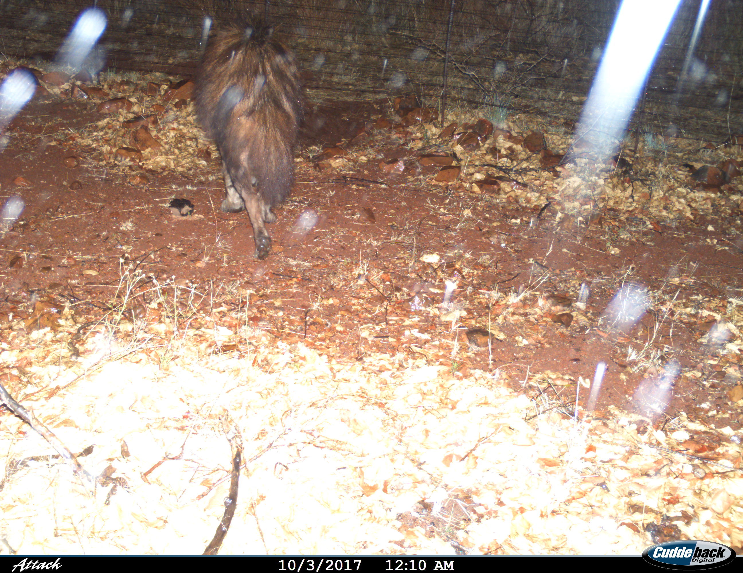 Image of Brown Hyena -- Brown Hyaena