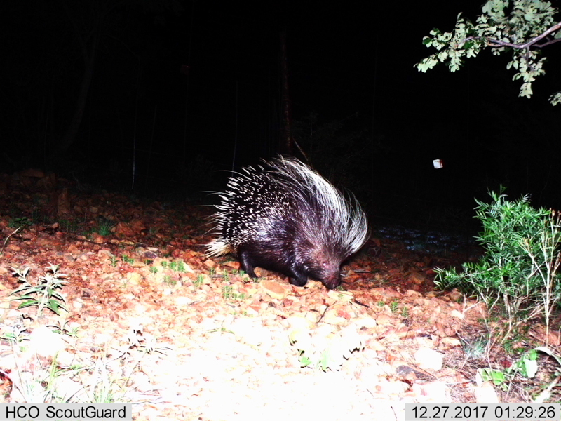 Image of African Porcupine