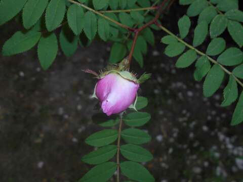 Image of chestnut rose