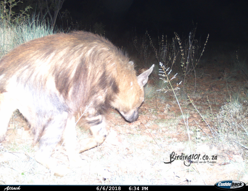 Image of Brown Hyena -- Brown Hyaena