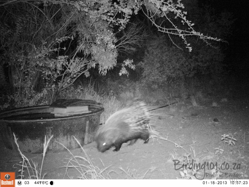 Image of African Porcupine