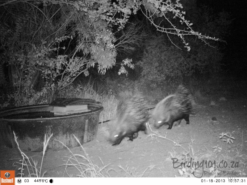 Image of African Porcupine