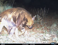 Image of Brown Hyena -- Brown Hyaena