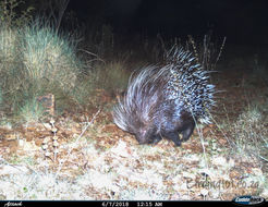 Image of African Porcupine