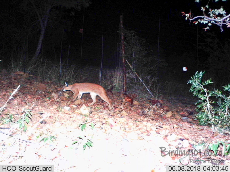 Image of Caracals