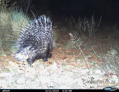 Image of African Porcupine