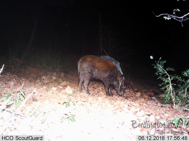 Image of Bush-pig