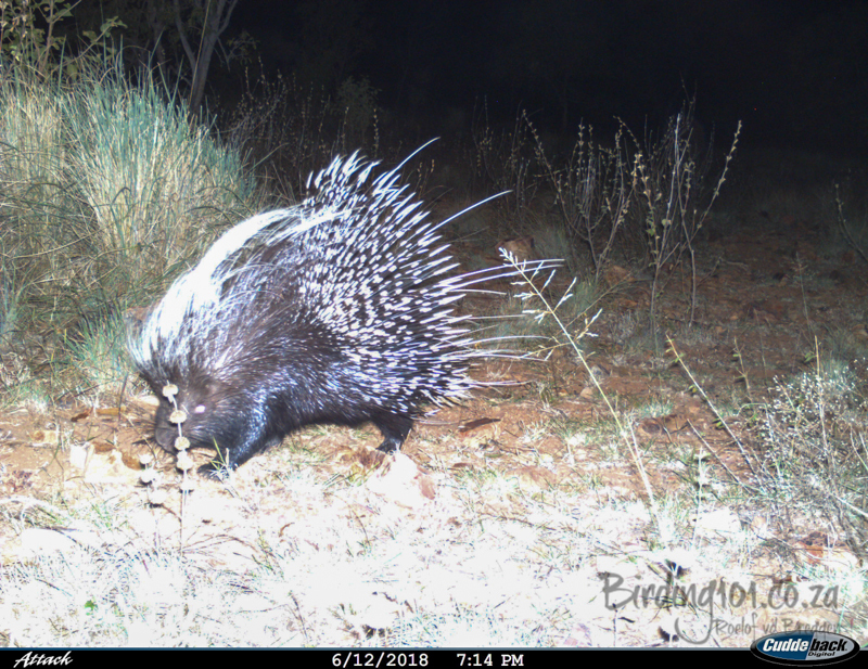 Image of African Porcupine