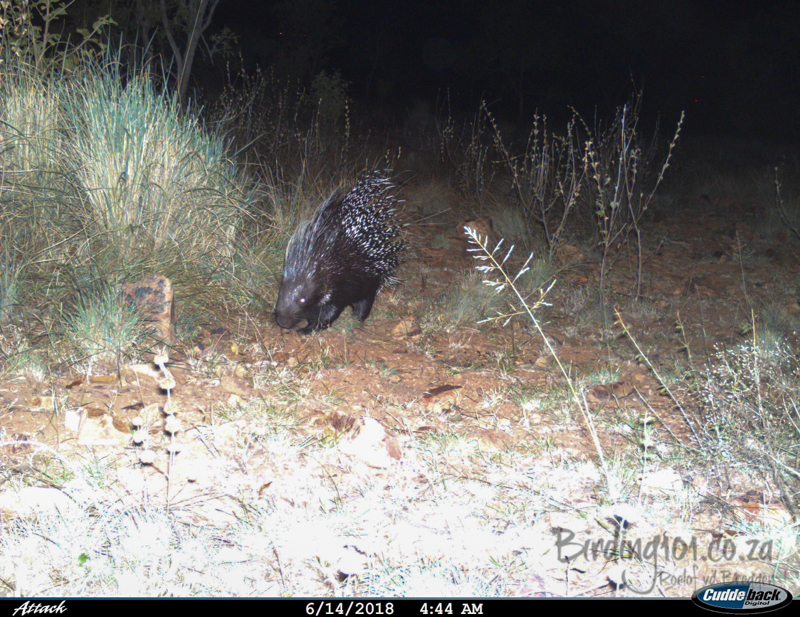 Image of African Porcupine