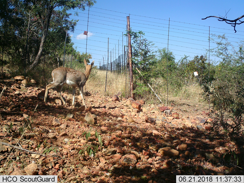 Image of Mountain Reedbuck