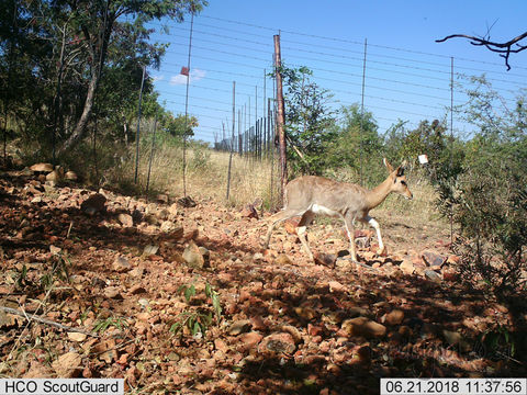 Image of Mountain Reedbuck