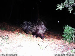 Image of African Porcupine