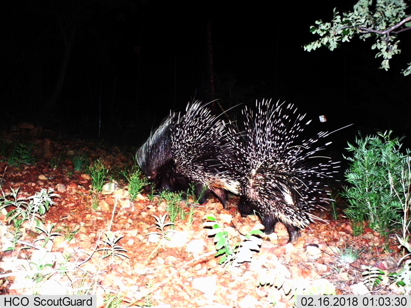 Image of African Porcupine