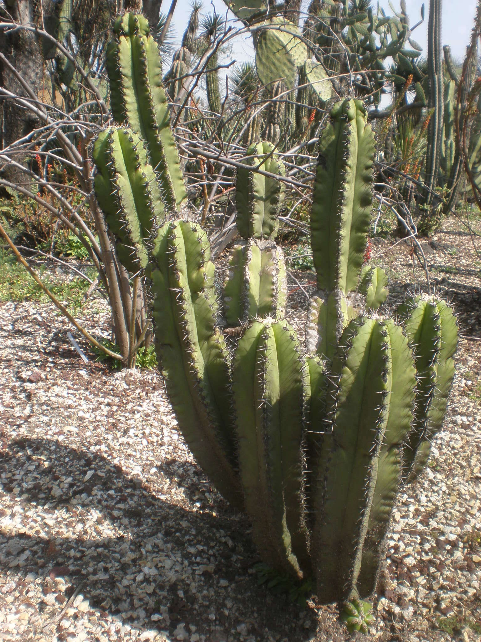 Image of Myrtillocactus schenckii (J. A. Purpus) Britton & Rose