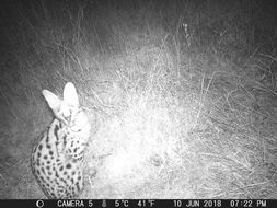 Image of Serval (cat)