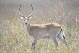 Image of Red Lechwe