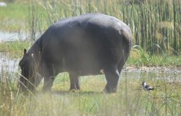 Image of Common Hippopotamus