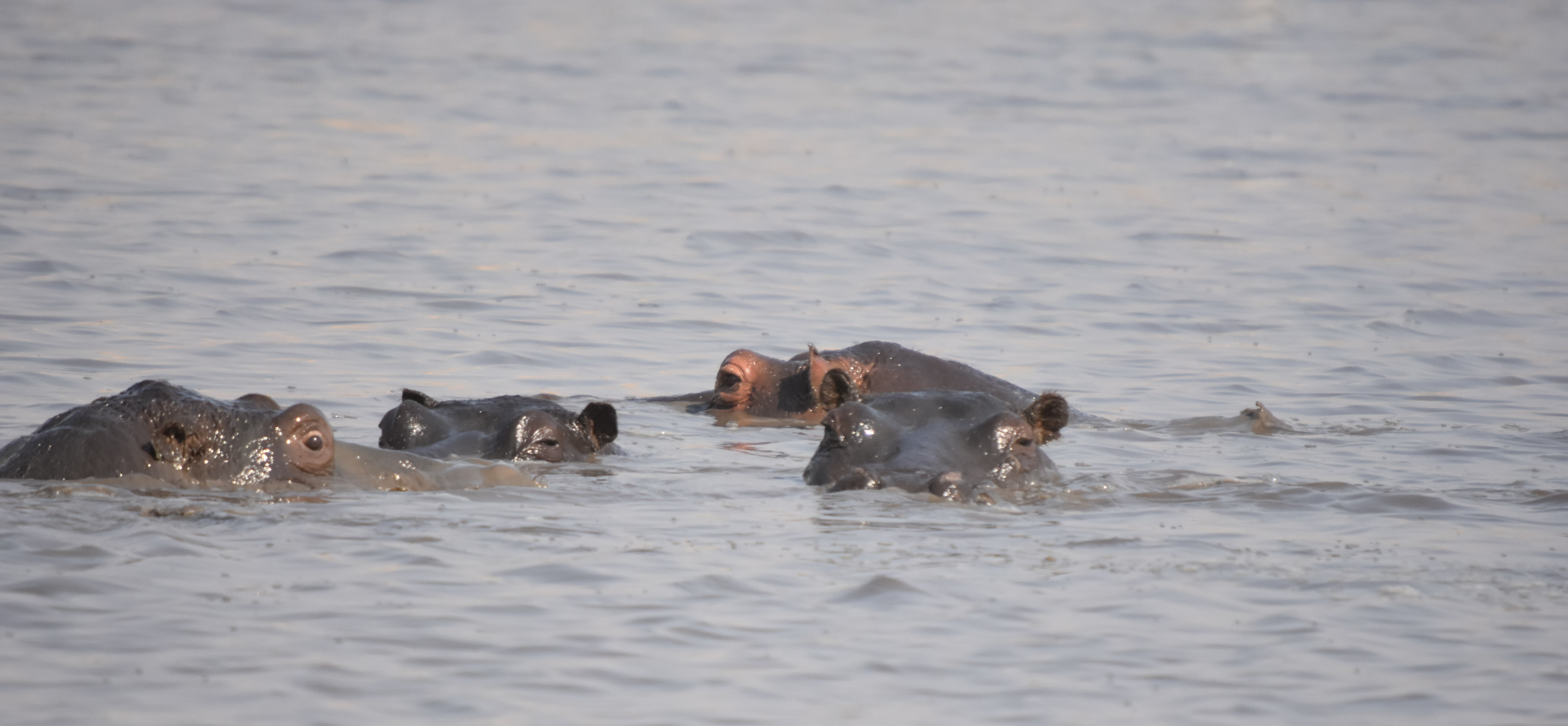 Image of Common Hippopotamus