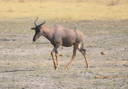 Imagem de Damaliscus lunatus (Burchell 1823)