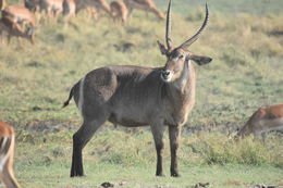 Image of Ellipsen Waterbuck