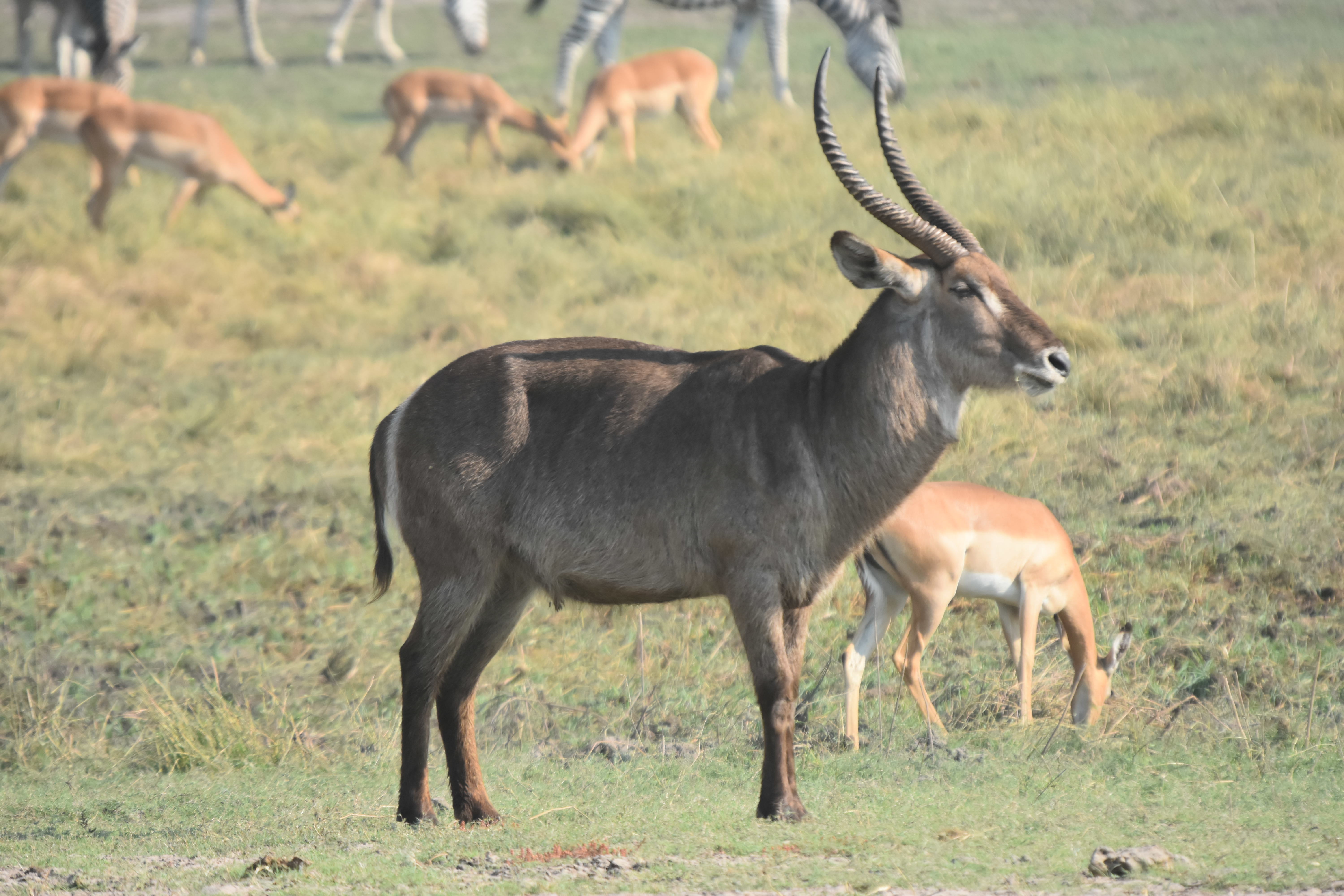 Image of Ellipsen Waterbuck