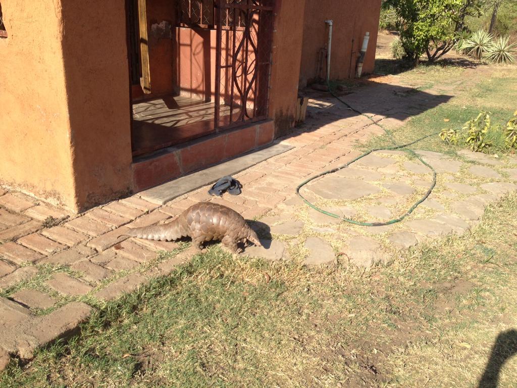 Image of Ground Pangolin -- Pangolin