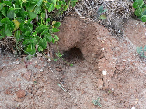Image of Cape Dune Mole Rat