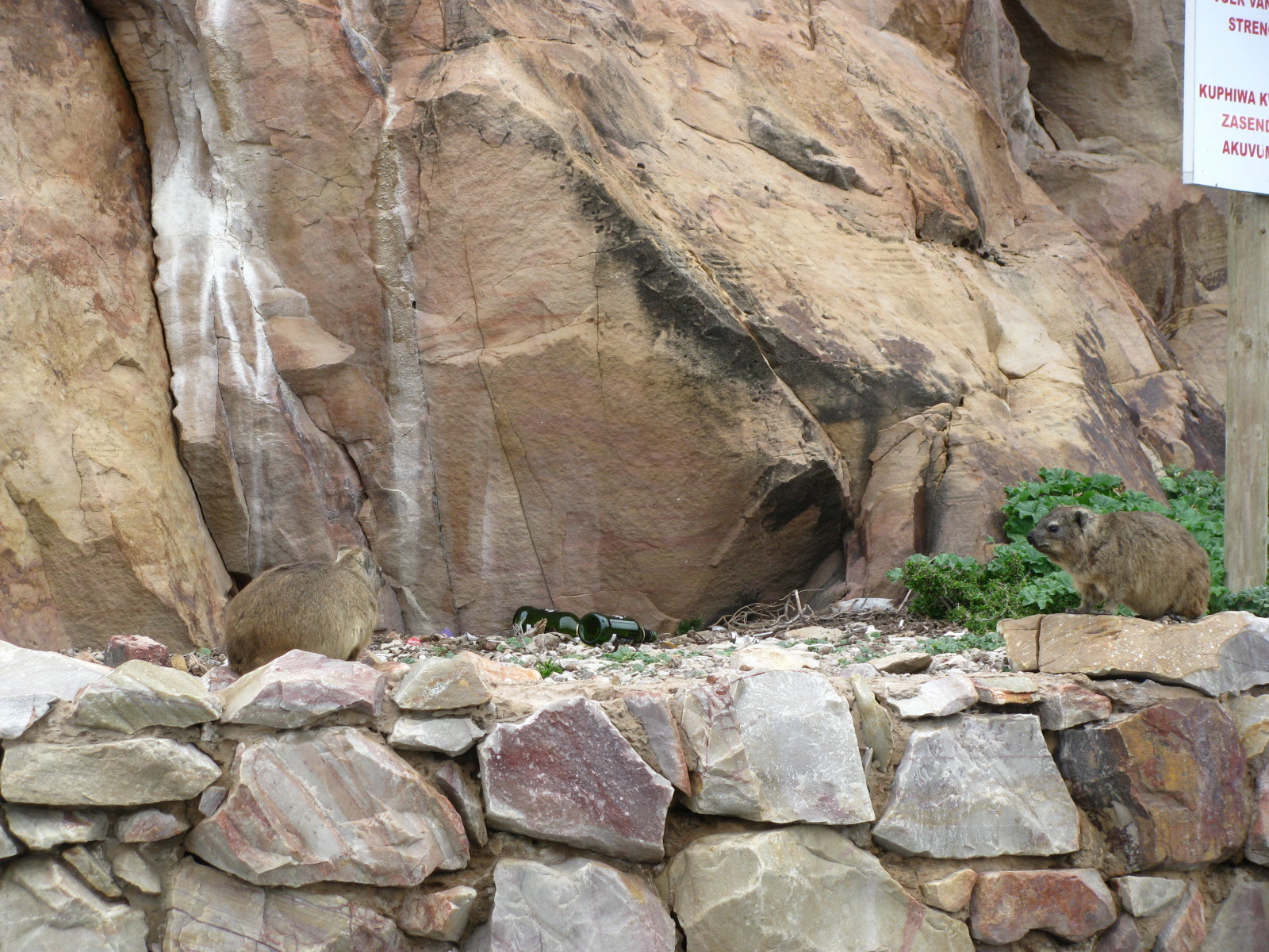 Image of Rock Hyrax