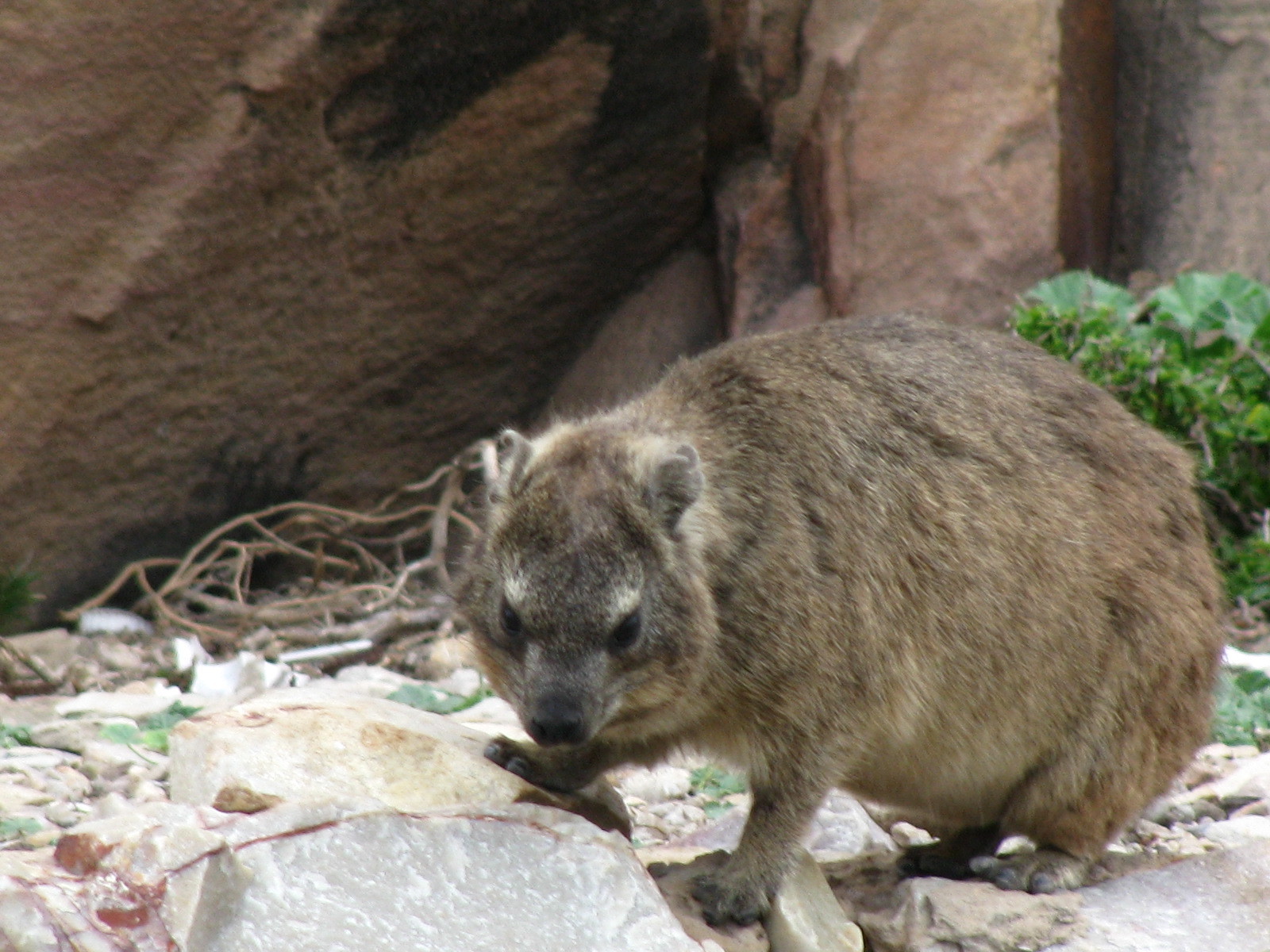 Image of Rock Hyrax