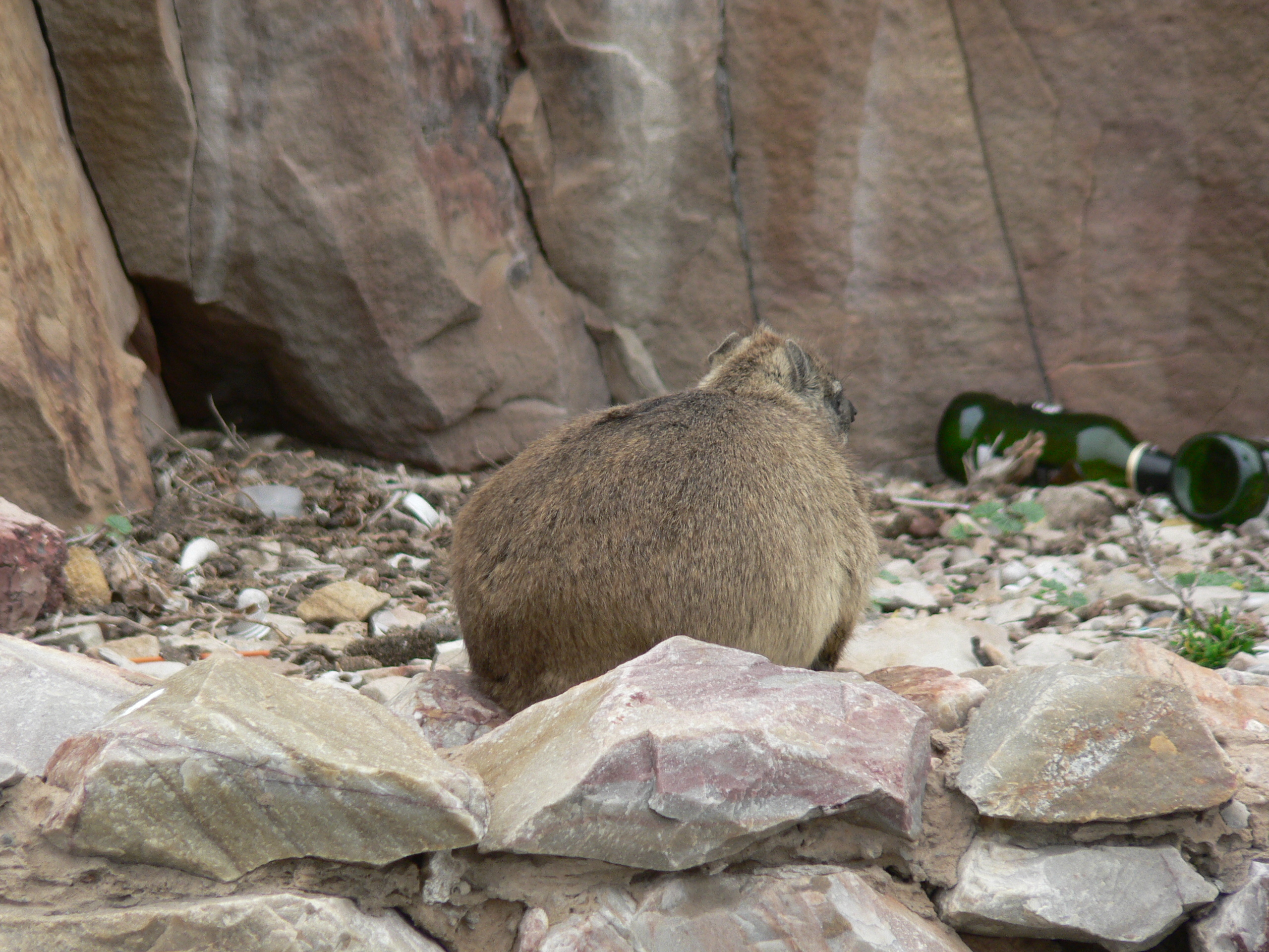 Image of Rock Hyrax