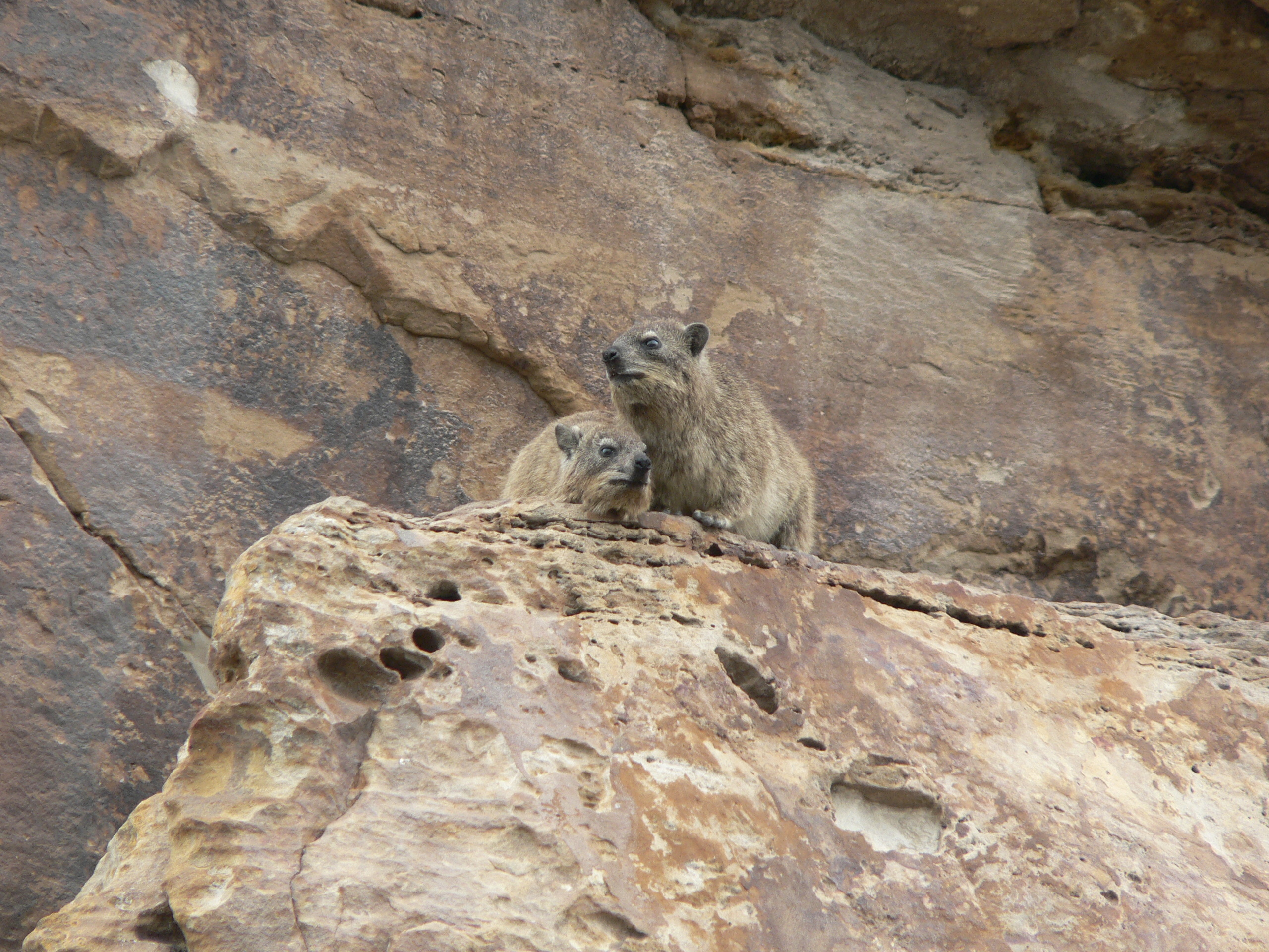 Image of Rock Hyrax