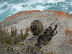 Image of Rock Hyrax