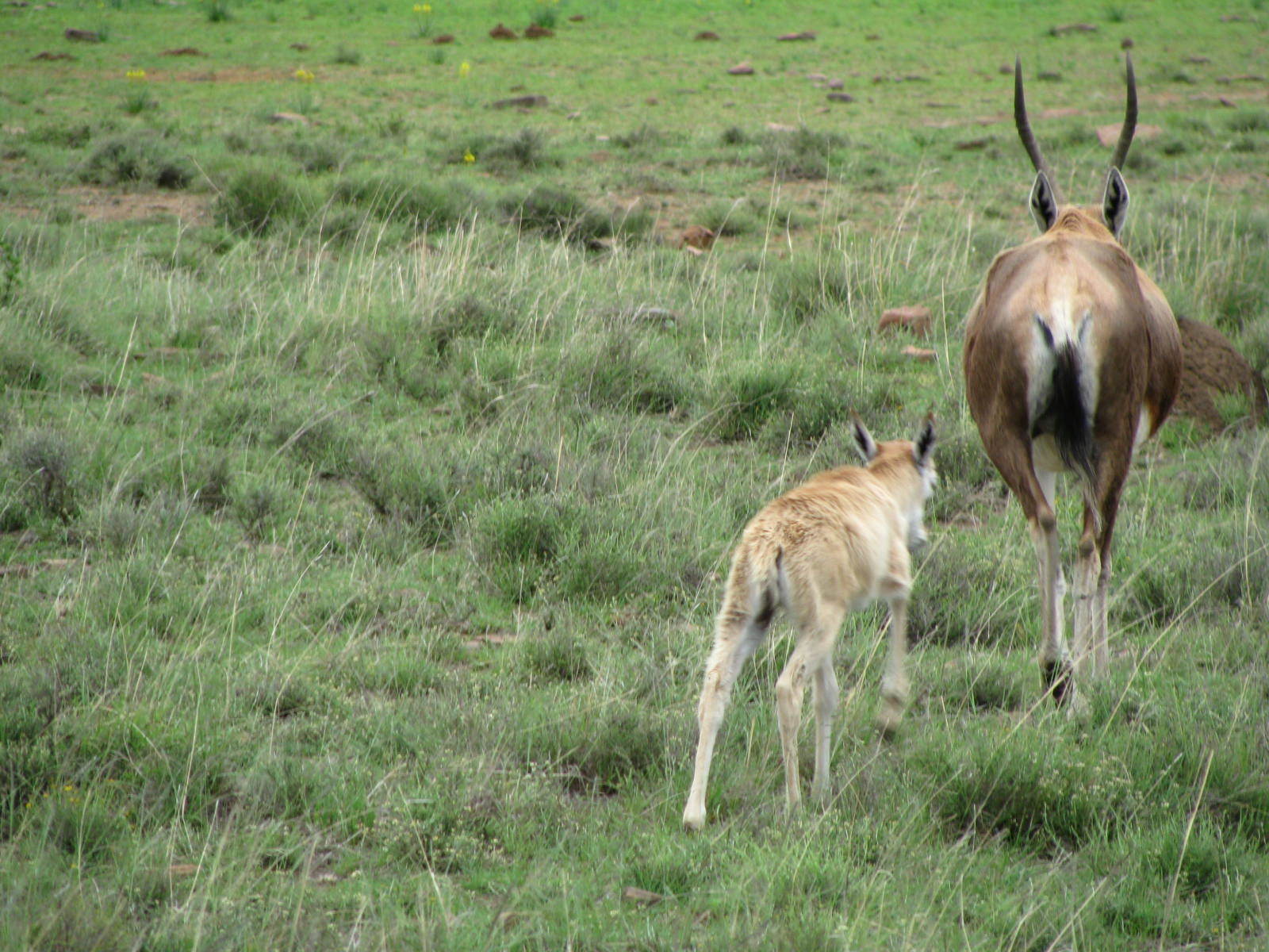 Image of Blesbok