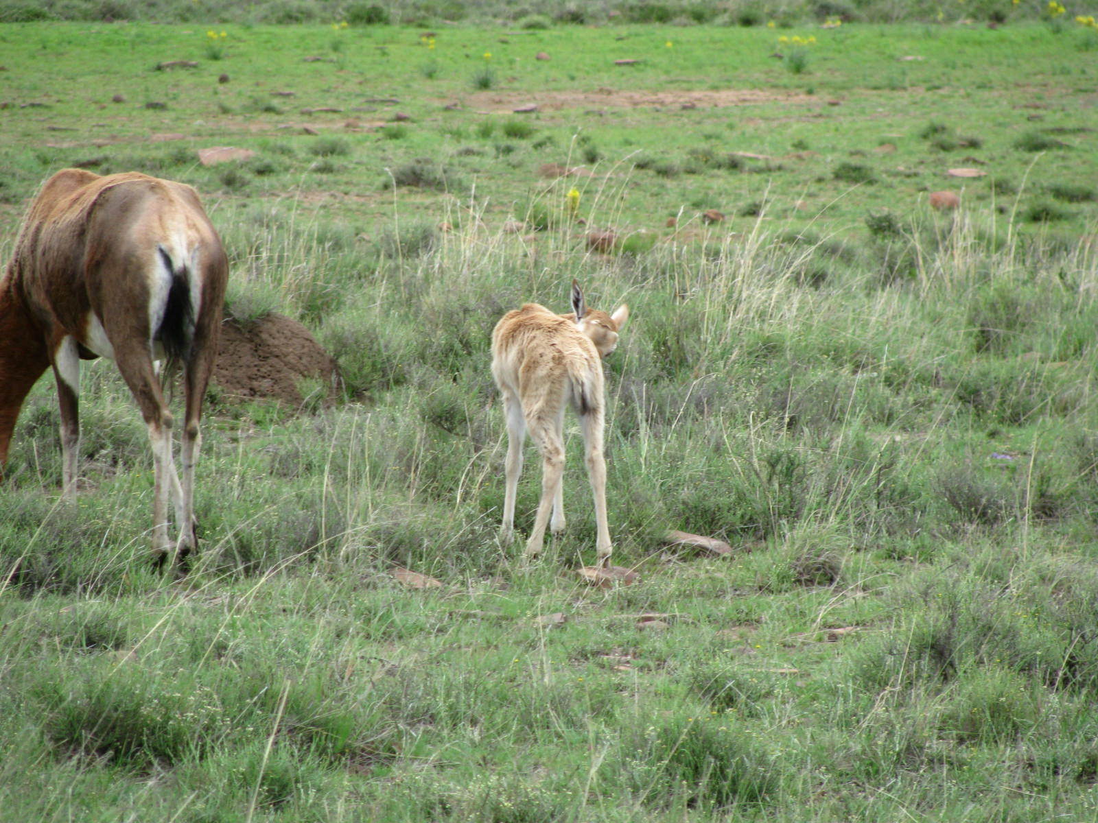 Image of Blesbok