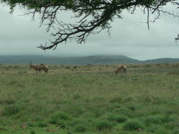 Image of Blesbok