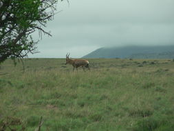 Image of Blesbok