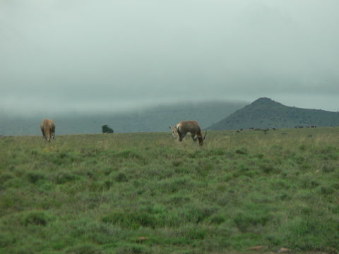 Image of Blesbok