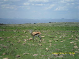 Image of Springbok