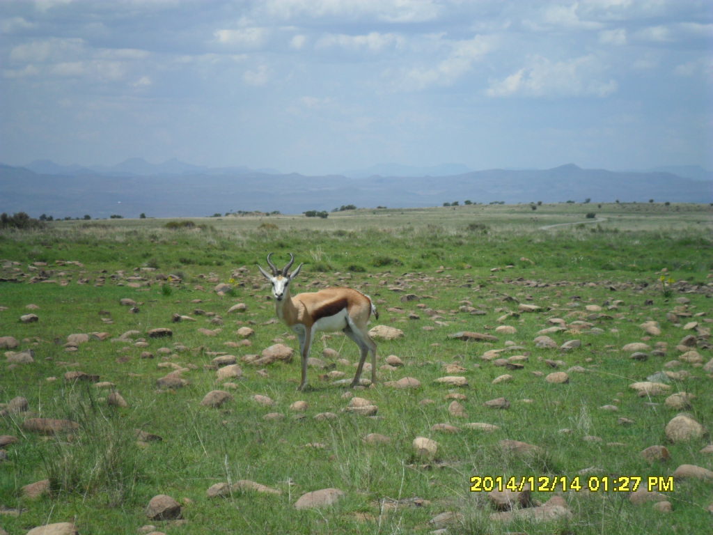 Image of Springbok