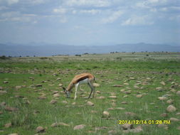 Image of Springbok