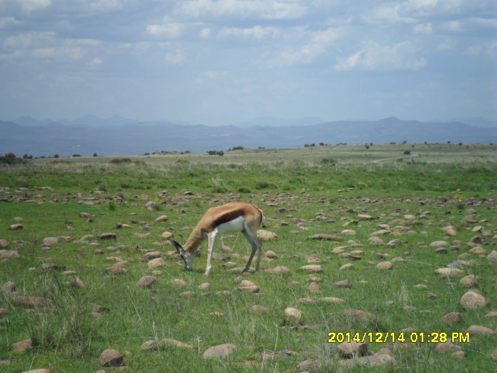 Image of Springbok