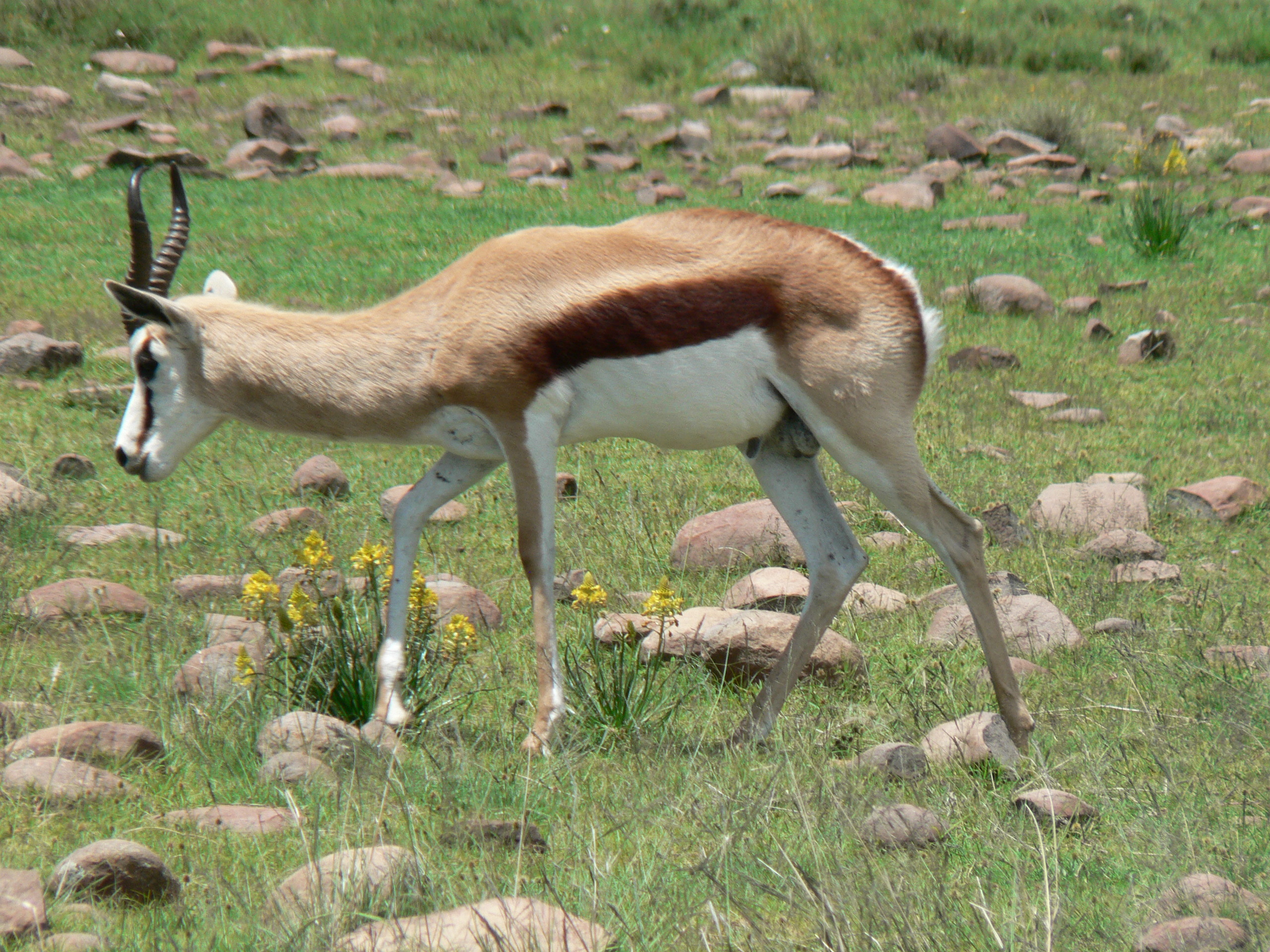 Image of Springbok