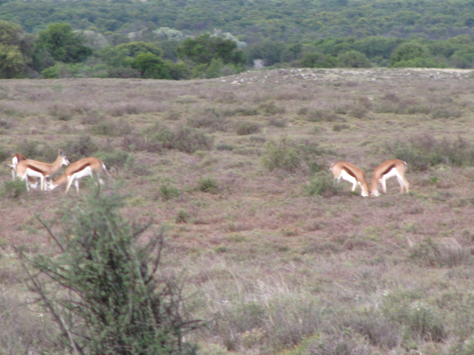 Image of Springbok