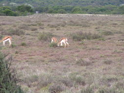 Image of Springbok