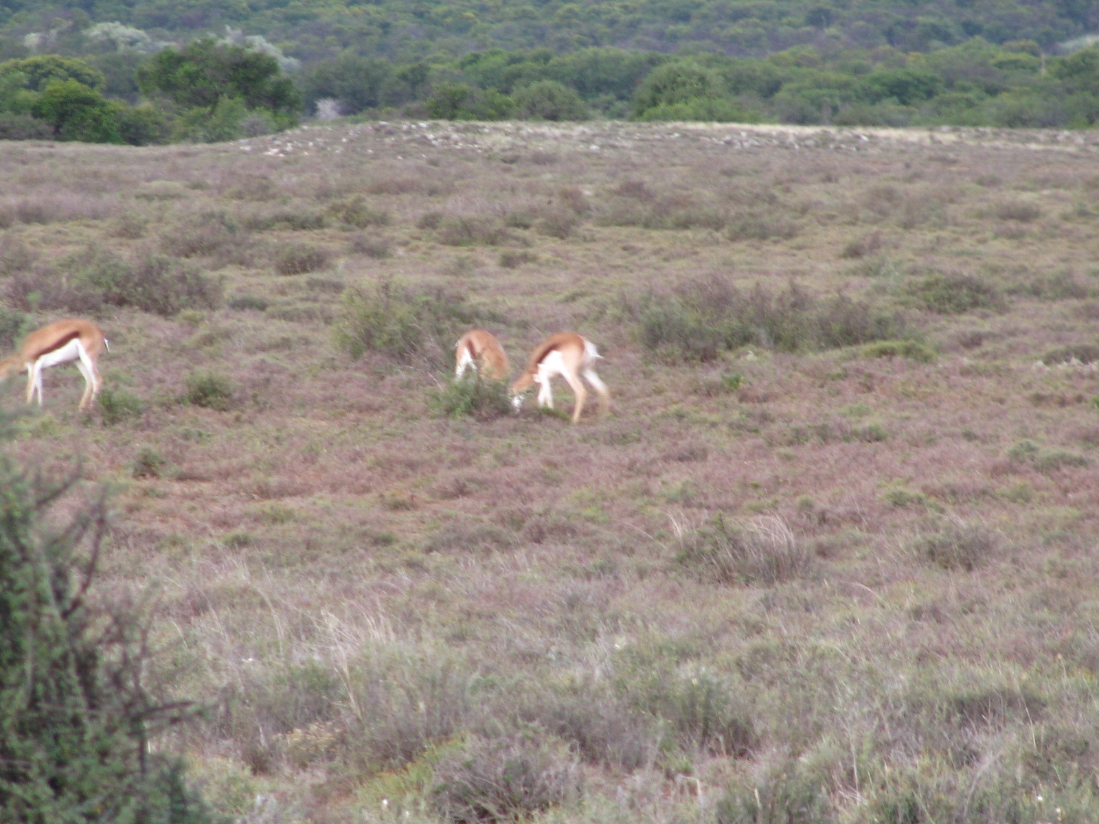 Image of Springbok